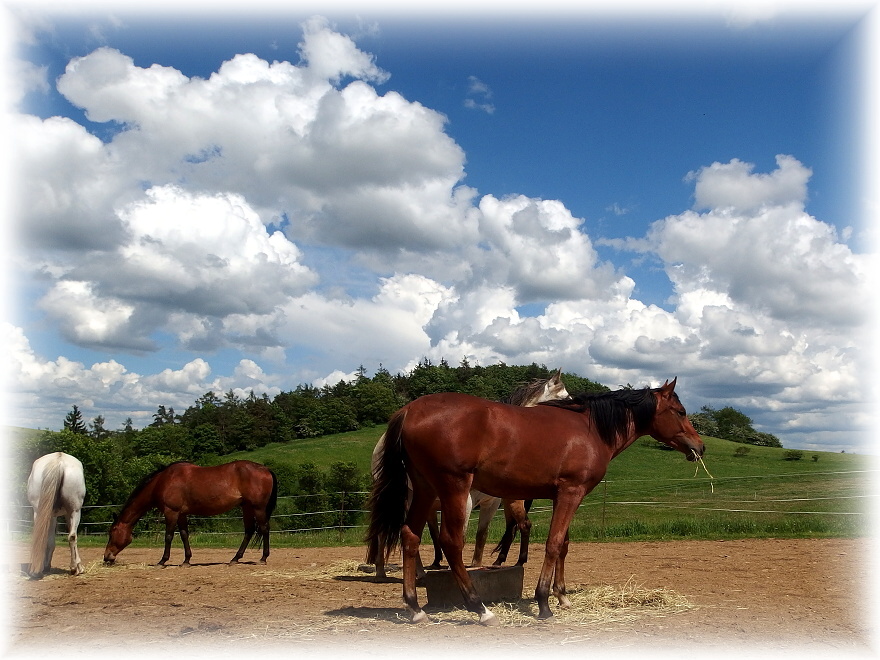 koně pod mraky... 2013